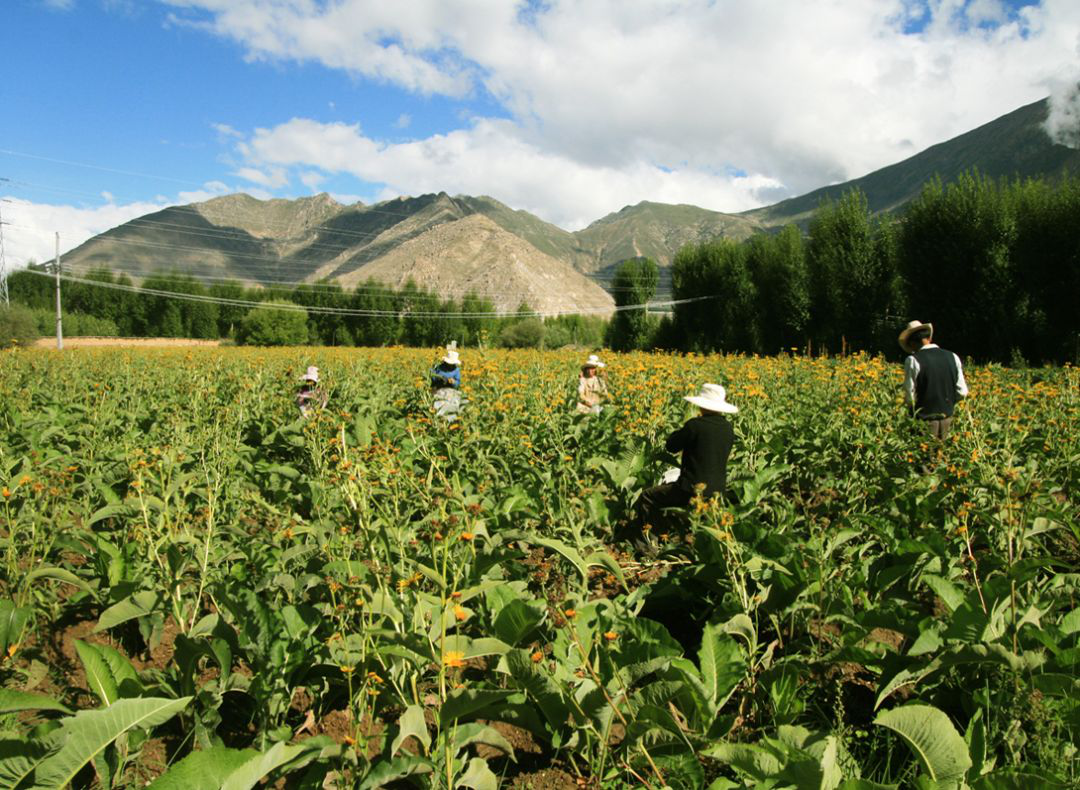 自治区濒危藏药材种植研究示范基地甘露藏药药材基地企业发展规划