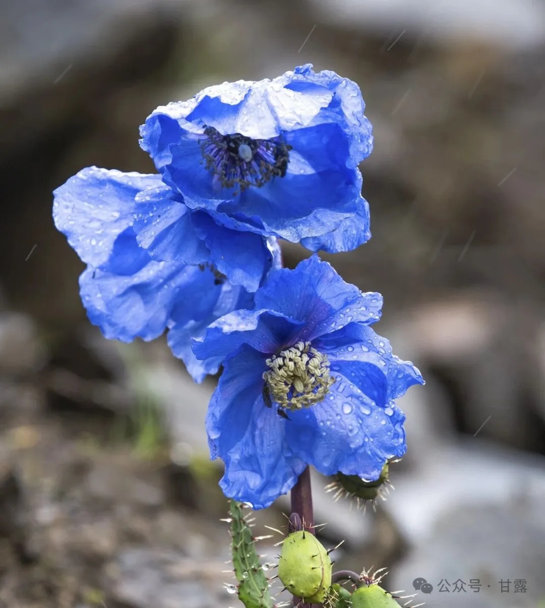 1775530657625630.jpg 640 (1).jpg