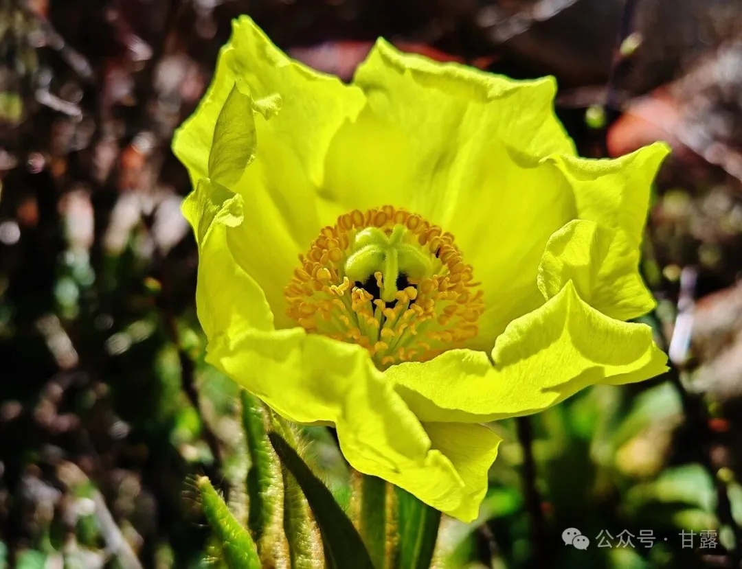 1775530671113258.jpg 640 (2).jpg